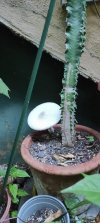 IMG_20250716_200014_resize_95.jpg