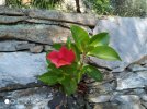 Dipladenia su muro 60725.jpg