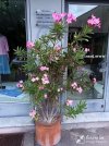 IMG_20250718_060515.jpg