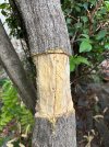 IMG_9421.jpeg