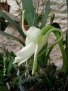 angraecum magdalenae 2.JPG