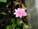 DSCF0027.JPG
