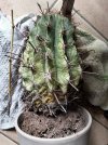 Cactus.jpg