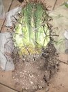 Cactus-svasato.jpg