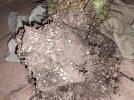 Cactus-svasato-1.jpg