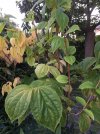 CA3F8087-5FE4-4D2D-B1CD-31B1A5536D38.jpeg