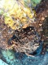 Cactus-radici-1.jpg