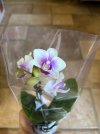 IMG_9536.jpeg