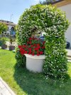 primavera....jpg