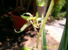 cymbidium kanran yang qui fei - Copia.JPG