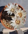 Gymnocalycium quehlianum.jpg