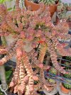 Crassula marnieriana.jpg
