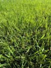 IMG_5053.jpeg