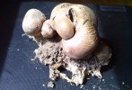 scleroderma verrucosum.JPG