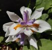 dietes.jpg