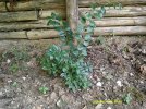 sarcococca.JPG