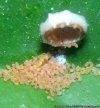 C. floridensis.jpg