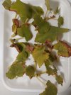 Begonia 1.jpg Begonia 1.jpg
