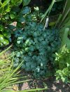 thalictrum.jpg