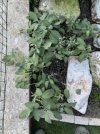 IMG_6570.jpeg