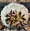 Pseudolithos-migiurtinus.jpg