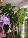 monstera 2025 08 28.jpg