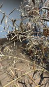 IMG_3658.jpeg
