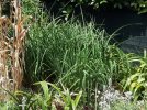 Kniphofia_Giugno2025.jpg
