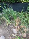 Kniphofia_Settembre2025.jpg
