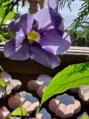 20250904_Thunbergia.jpg