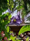 20250904_Thunbergia1.jpg