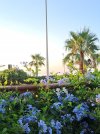 202508_Plumbago.jpg