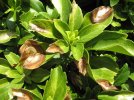 Volutella_Blight_of_Pachysandra2023.jpg