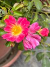 IMG_0087.jpeg