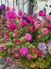 IMG_0085.jpeg
