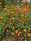 IMG_0082.jpeg