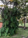 IMG_0091.jpeg