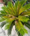 Cycas1.jpg