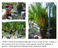 Cycas - endoterapia.png
