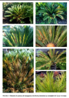 Cycas - carenza.png
