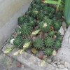 Echinopsis-piena-terra.jpg