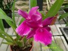 miltonia honolulu - wane's best 2.JPG