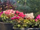 IMG_0291.jpeg