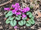Cyclamen-coum-0078.jpg