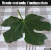 mutanda antiquariato.jpg