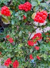20251009 pyracantha.jpg