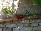 DSCF0008 (3).JPG