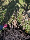 IMG_0341.jpeg IMG_0341.jpeg