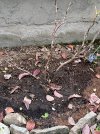 IMG_0384.jpeg