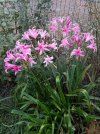 Nerine-2025.jpg
